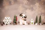 Shih Tzu Puppy