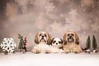 Shih Tzu Puppy