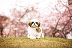 Shih Tzu