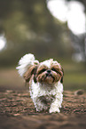 Shih Tzu