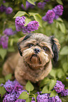 shorn Shih Tzu