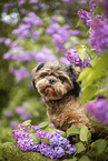 shorn Shih Tzu