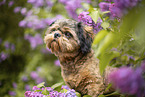 shorn Shih Tzu