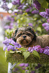 shorn Shih Tzu