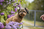 shorn Shih Tzu