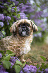 male Shih Tzu