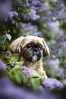 male Shih Tzu