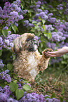 male Shih Tzu