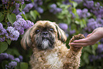 male Shih Tzu