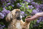 male Shih Tzu
