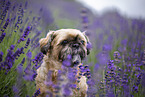 male Shih Tzu