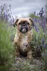 male Shih Tzu