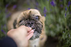 male Shih Tzu