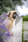male Shih Tzu