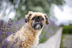 male Shih Tzu