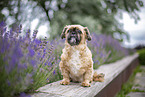 male Shih Tzu