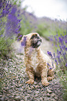 male Shih Tzu