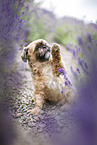 male Shih Tzu