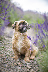 male Shih Tzu
