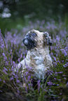male Shih Tzu