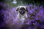 male Shih Tzu