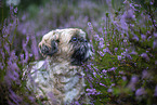 male Shih Tzu