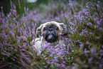 male Shih Tzu