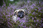 male Shih Tzu