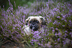 male Shih Tzu