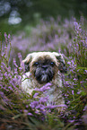 male Shih Tzu