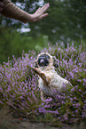 male Shih Tzu