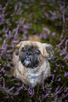 male Shih Tzu