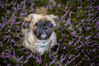 male Shih Tzu