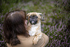 male Shih Tzu