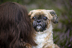 male Shih Tzu