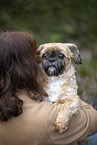 male Shih Tzu