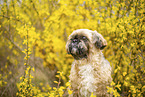 male Shih Tzu