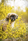 male Shih Tzu