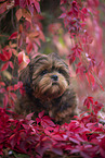 young Shih Tzu