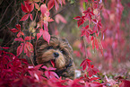 young Shih Tzu