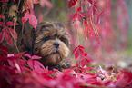 young Shih Tzu