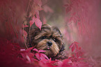 young Shih Tzu