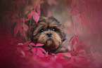 young Shih Tzu