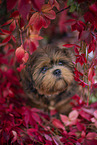 young Shih Tzu
