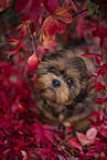 young Shih Tzu