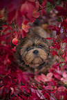 young Shih Tzu