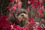 young Shih Tzu