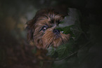 young Shih Tzu