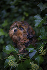 young Shih Tzu