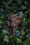 young Shih Tzu